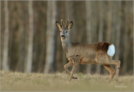 <p>SRNEC OBECNÝ (Capreolus capreolus) Šluknovsko - Harta --- /European roe deer - Reh/</p>