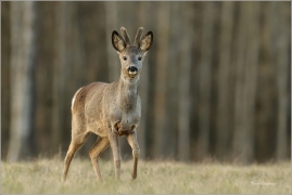 <p>SRNEC OBECNÝ (Capreolus capreolus) Šluknovsko - Harta --- /European roe deer - Reh/</p>