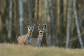 <p>SRNEC OBECNÝ (Capreolus capreolus) Šluknovsko - Harta --- /European roe deer - Reh/</p>