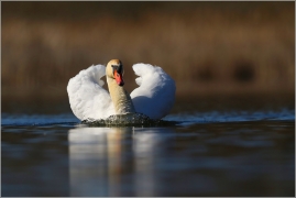<p>LABUŤ VELKÁ (Cygnus olor) Českolipsko /Mute swan - Höckerschwan/</p>