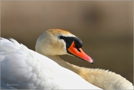 <p>LABUŤ VELKÁ (Cygnus olor) Českolipsko /Mute swan - Höckerschwan/</p>