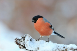 <p>HÝL OBECNÝ (Pyrrhula pyrrhula) Šluknovsko - Jiříkov ------- /Eurasian bullfinch - Gimpel/</p>