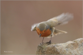 <p>ČERVENKA OBECNÁ (Erithacus rubecula) ------- /European robin - Rotkehlchen</p>