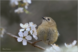 <p>KRÁLÍČEK OBECNÝ (Regulus regulus) Šluknovsko - Jiříkov /Goldcrest - Wintergoldhähnchen/</p>