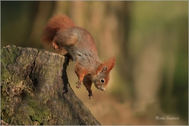 <p>VEVERKA OBECNÁ (Sciurus vulgaris) ---- /Red squirrel - Eichhörnchen/</p>