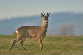 <p>SRNEC OBECNÝ (Capreolus capreolus) Šluknovsko - Jiříkov --- /European roe deer - Reh/</p>