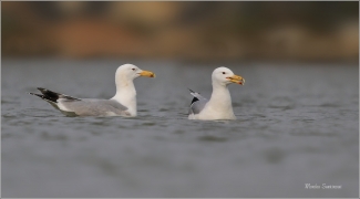 <p>RACEK BĚLOHLAVÝ (Larus cachinnans) Varnsdorfský rybník --- /Caspian gull - Steppenmöwe/</p>