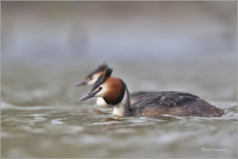 <p>POTÁPKA ROHÁČ (Podiceps cristatus) Varnsdorf ----- /Great grested grebe – Haubentaucher/</p>