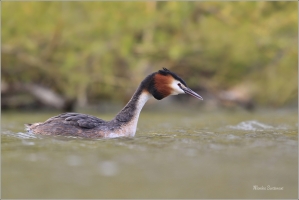 <p>POTÁPKA ROHÁČ (Podiceps cristatus) Varnsdorf ----- /Great grested grebe – Haubentaucher/</p>