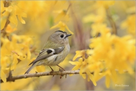 <p>KRÁLÍČEK OBECNÝ (Regulus regulus) Šluknovsko - Jiříkov /Goldcrest - Wintergoldhähnchen/</p>