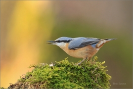 <p>BRHLÍK LESNÍ (Sitta europaea) ---- /Eurasian nuthatch - Kleiber/</p>