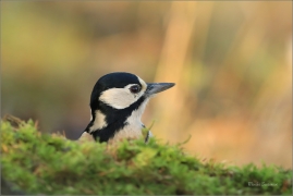 <p>STRAKAPOUD VELKÝ (Dendrocopos major) - /Great spotted woodpecker – Buntspecht/
</p>