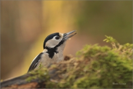 <p>STRAKAPOUD VELKÝ (Dendrocopos major) - /Great spotted woodpecker – Buntspecht/
</p>