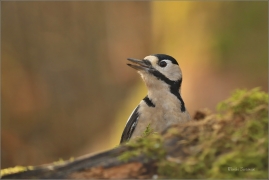 <p>STRAKAPOUD VELKÝ (Dendrocopos major) Šluknovsko - Jiříkov ---- /Great spotted woodpecker – Buntspecht/</p>