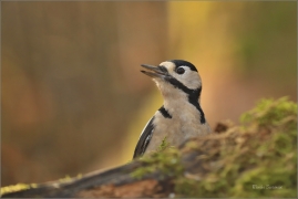 <p>STRAKAPOUD VELKÝ (Dendrocopos major) - /Great spotted woodpecker – Buntspecht/
</p>
