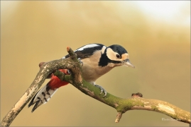 <p>STRAKAPOUD VELKÝ (Dendrocopos major) - /Great spotted woodpecker – Buntspecht/
</p>
