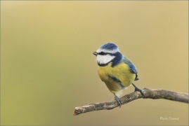 <p>SÝKORA MODŘINKA (Cyanistes caeruleus) ---- /Eurasian blue tit - Blaumeise/</p>