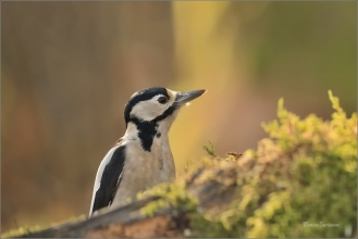 <p>STRAKAPOUD VELKÝ (Dendrocopos major) - /Great spotted woodpecker – Buntspecht/</p>