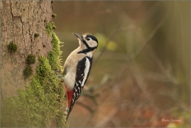 <p>STRAKAPOUD VELKÝ (Dendrocopos major) - /Great spotted woodpecker – Buntspecht/
</p>