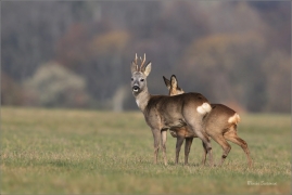 <p>SRNEC OBECNÝ (Capreolus capreolus) Šluknovsko - Jiříkov --- /European roe deer - Reh/</p>