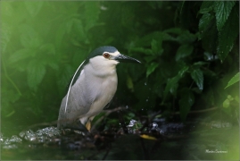 <p>KVAKOŠ NOČNÍ (Nycticorax nycticorax) - jižní Morava ----/Black-crowned night heron - Nachtreiher/</p>