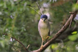 <p>KVAKOŠ NOČNÍ (Nycticorax nycticorax) - jižní Morava ----/Black-crowned night heron - Nachtreiher/</p>