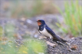 <p>VLAŠTOVKA OBECNÁ (Hirundo rustica) - jižní Morava --- /Barn swallow - Rauchschwalbe/</p>