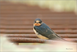 <p>VLAŠTOVKA OBECNÁ (Hirundo rustica) /Barn swallow – Rauchschwalbe/</p>