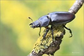 <p>ROHÁČ OBECNÝ (Lucanus cervus) --- jižní Morava, ---- /Stag beetle - Hirschkäfer/</p>