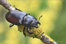 <p>ROHÁČ OBECNÝ (Lucanus cervus) --- jižní Morava, ---- /Stag beetle - Hirschkäfer/</p>