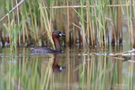 <p>POTÁPKA MALÁ (Tachybaptus ruficollis) - jižní Morava /Little grebe - Zwergtaucher/</p>