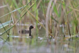 <p>POTÁPKA MALÁ (Tachybaptus ruficollis) - jižní Morava /Little grebe - Zwergtaucher/</p>