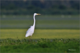 <p>VOLAVKA BÍLÁ (Egretta alba)</p>