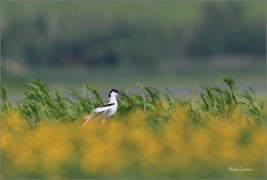 <p>TENKOZOBEC OPAČNÝ (Recurvirostra avosetta) jižní Morava ---- /Pied avocet - Säbelschnäbler/</p>