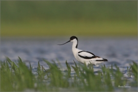 <p>TENKOZOBEC OPAČNÝ (Recurvirostra avosetta) jižní Morava ---- /Pied avocet - Säbelschnäbler/</p>