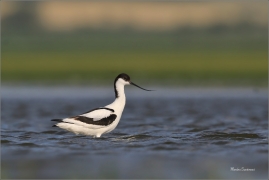 <p>TENKOZOBEC OPAČNÝ (Recurvirostra avosetta) jižní Morava ---- /Pied avocet - Säbelschnäbler/</p>