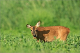 <p>SRNEC OBECNÝ (Capreolus capreolus) jižní Morava --- /European roe deer - Reh/</p>