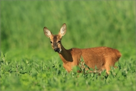 <p>SRNEC OBECNÝ (Capreolus capreolus) jižní Morava --- /European roe deer - Reh/</p>