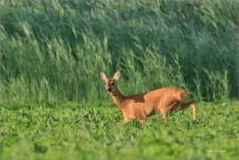 <p>SRNEC OBECNÝ (Capreolus capreolus) jižní Morava --- /European roe deer - Reh/</p>