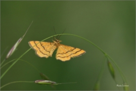 <p>ŽLUTOKŘÍDLEC ZLATOŽLUTÝ (Idaea aureolaria) jižní Morava ---- /Goldgelber Magerrasen-Zwergspanner/</p>