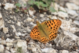 <p>PERLEŤOVEC MALÝ (Issoria lathonia) ---- /Queen of Spain fritillary - Kleiner Perlmuttfalter/</p>