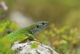 <p>JEŠTĚRKA ZELENÁ (Lacerta viridis) jižní Morava ---- /European green lizard - Östliche Smaragdeidechse/</p>