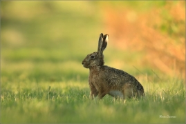 <p>ZAJÍC POLNÍ (Lepus europaeus) jižní Morava --- /European hare - Feldhase/</p>