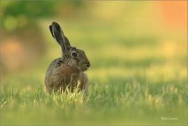 <p>ZAJÍC POLNÍ (Lepus europaeus) Jižní Morava --- /European hare - Feldhase/</p>