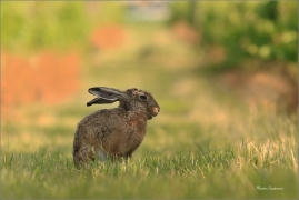 <p>ZAJÍC POLNÍ (Lepus europaeus) jižní Morava --- /European hare - Feldhase/</p>