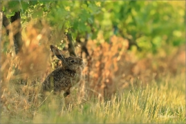 <p>ZAJÍC POLNÍ (Lepus europaeus) jižní Morava --- /European hare - Feldhase/</p>