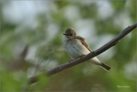 <p>LEJSEK ŠEDÝ (Muscicapa striata) - jižní Morava ---- /Spotted flycatcher - Grauschnäpper/</p>