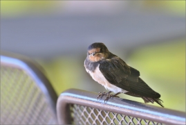 <p>VLAŠTOVKA OBECNÁ (Hirundo rustica) /Barn swallow – Rauchschwalbe/</p>