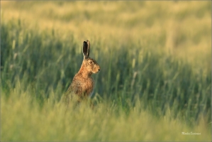 <p>ZAJÍC POLNÍ (Lepus europaeus) dolní Rakousko --- /European hare - Feldhase/</p>