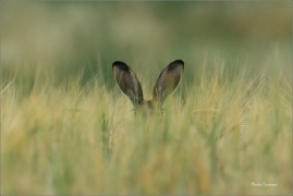 <p>ZAJÍC POLNÍ (Lepus europaeus) Rakousko --- /European hare - Feldhase/</p>